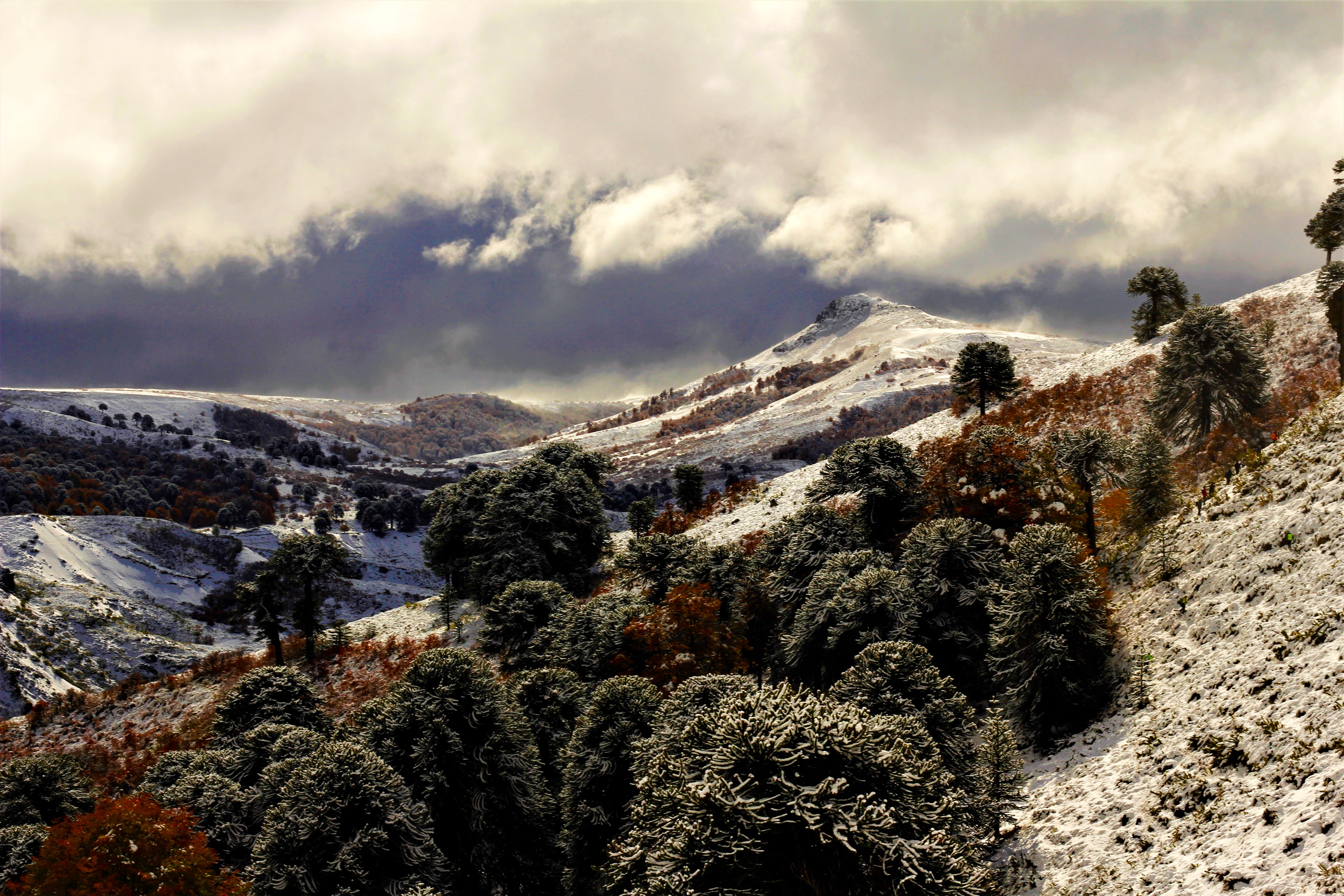 Adopción simbólica