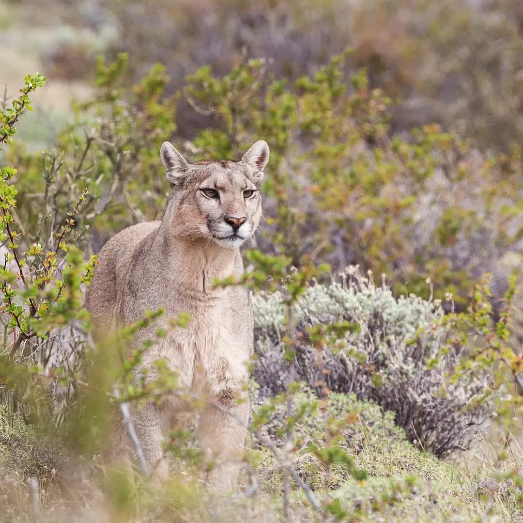 Puma en la Araucanía