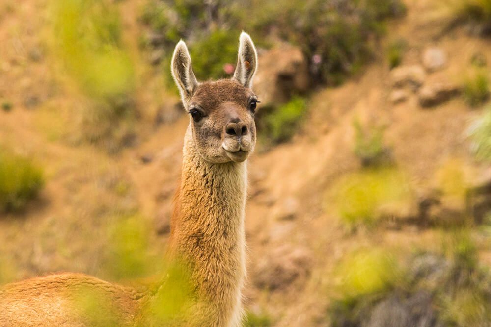Guanaco